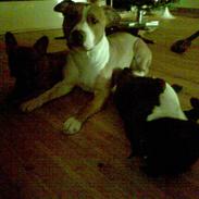 Staffordshire bull terrier Lui