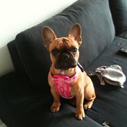 Fransk bulldog Diva