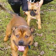 Fransk bulldog Diva