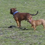 Fransk bulldog Diva
