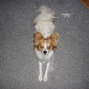 Papillon Knirkebo´s Sambo