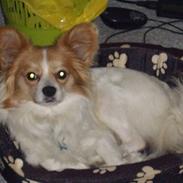 Papillon Knirkebo´s Sambo