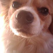 Papillon Knirkebo´s Sambo