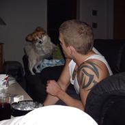 Papillon Knirkebo´s Sambo