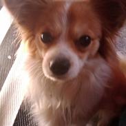 Papillon Knirkebo´s Sambo