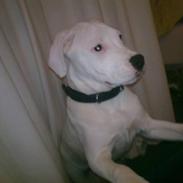 Blanding af racer Mascha