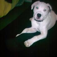 Blanding af racer Mascha