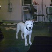 Blanding af racer Mascha