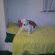 Blanding af racer Mascha