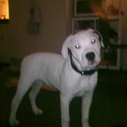 Blanding af racer Mascha