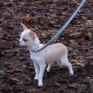 Chihuahua Chico Muf Jensen