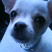 Chihuahua Chico Muf Jensen