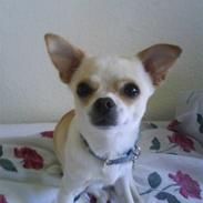 Chihuahua Chico Muf Jensen