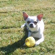 Chihuahua Chico Muf Jensen