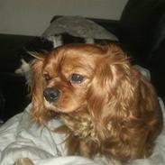 Cavalier king charles spaniel Aqua