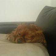 Cavalier king charles spaniel Aqua