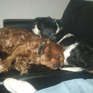 Cavalier king charles spaniel Aqua