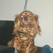 Cavalier king charles spaniel Aqua