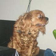 Cavalier king charles spaniel Aqua