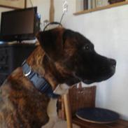 Blanding af racer Malou