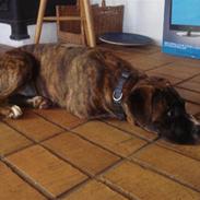 Blanding af racer Malou