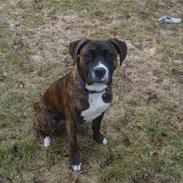 Blanding af racer Malou