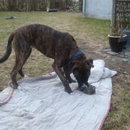 Blanding af racer Malou