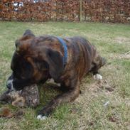 Blanding af racer Malou