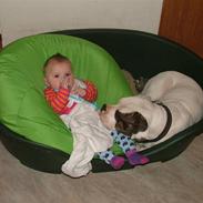 Amerikansk bulldog caisa