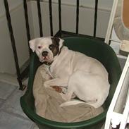 Amerikansk bulldog caisa