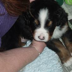 Berner sennenhund Lady Xieras Flanagan