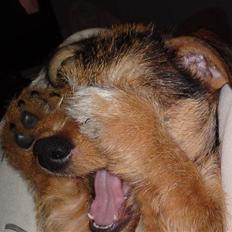 Blanding af racer Tøsen