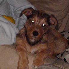 Blanding af racer Tøsen