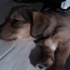 Blanding af racer Tøsen