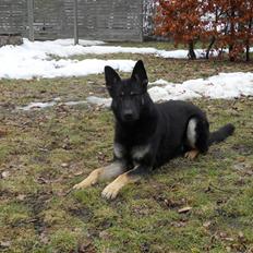 Schæferhund Cæsar