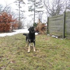Schæferhund Cæsar