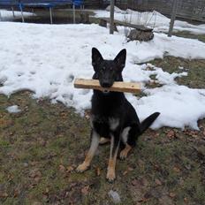 Schæferhund Cæsar