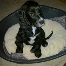 Cocker spaniel Spyke