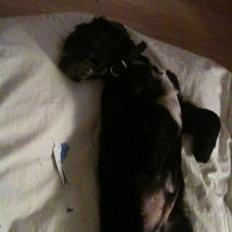Cocker spaniel Spyke