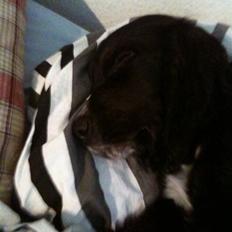 Cocker spaniel Spyke