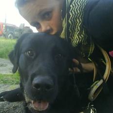 Labrador retriever Bjørn<3:b