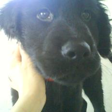 Labrador retriever Bjørn<3:b