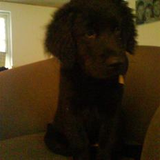 Labrador retriever Bjørn<3:b