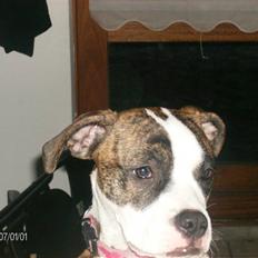 Blanding af racer malou