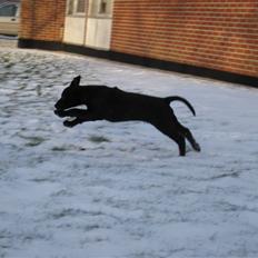 Labrador retriever Mondo