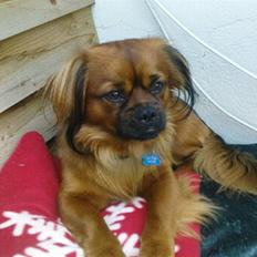 Tibetansk spaniel jackie