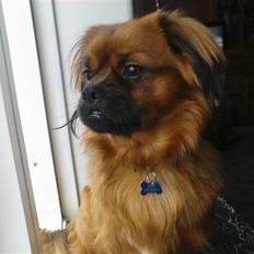 Tibetansk spaniel jackie