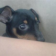 Dvaergpinscher rødkildes chanel