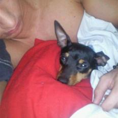 Dvaergpinscher rødkildes chanel