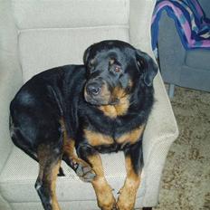 Rottweiler Luna R.I.P.